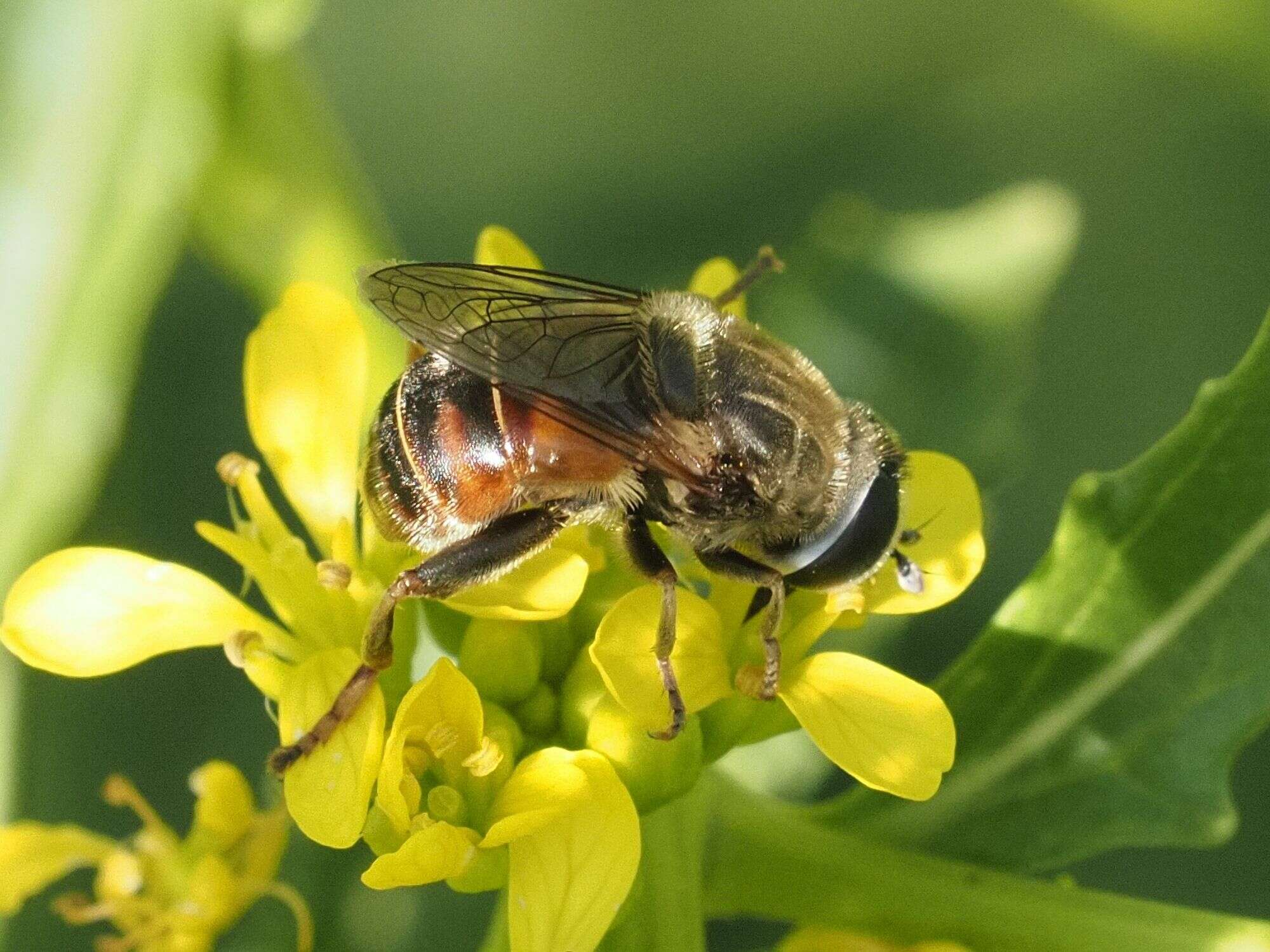 Imagem de Merodon albifrons Meigen 1822