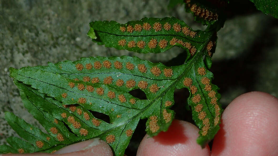 Слика од Polypodium californicum Kaulf.