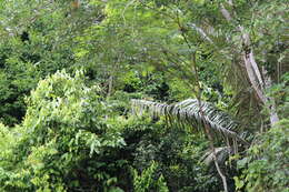 Image of Bolivian squirrel monkey