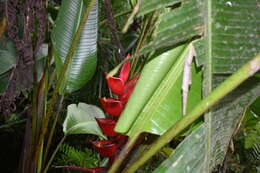 Image of macawflower