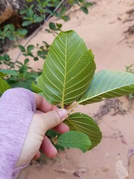 Image of beechleaf frangula