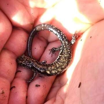 Image of Rich Mountain Salamander