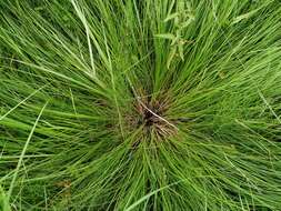 Image of fibrous tussock-sedge