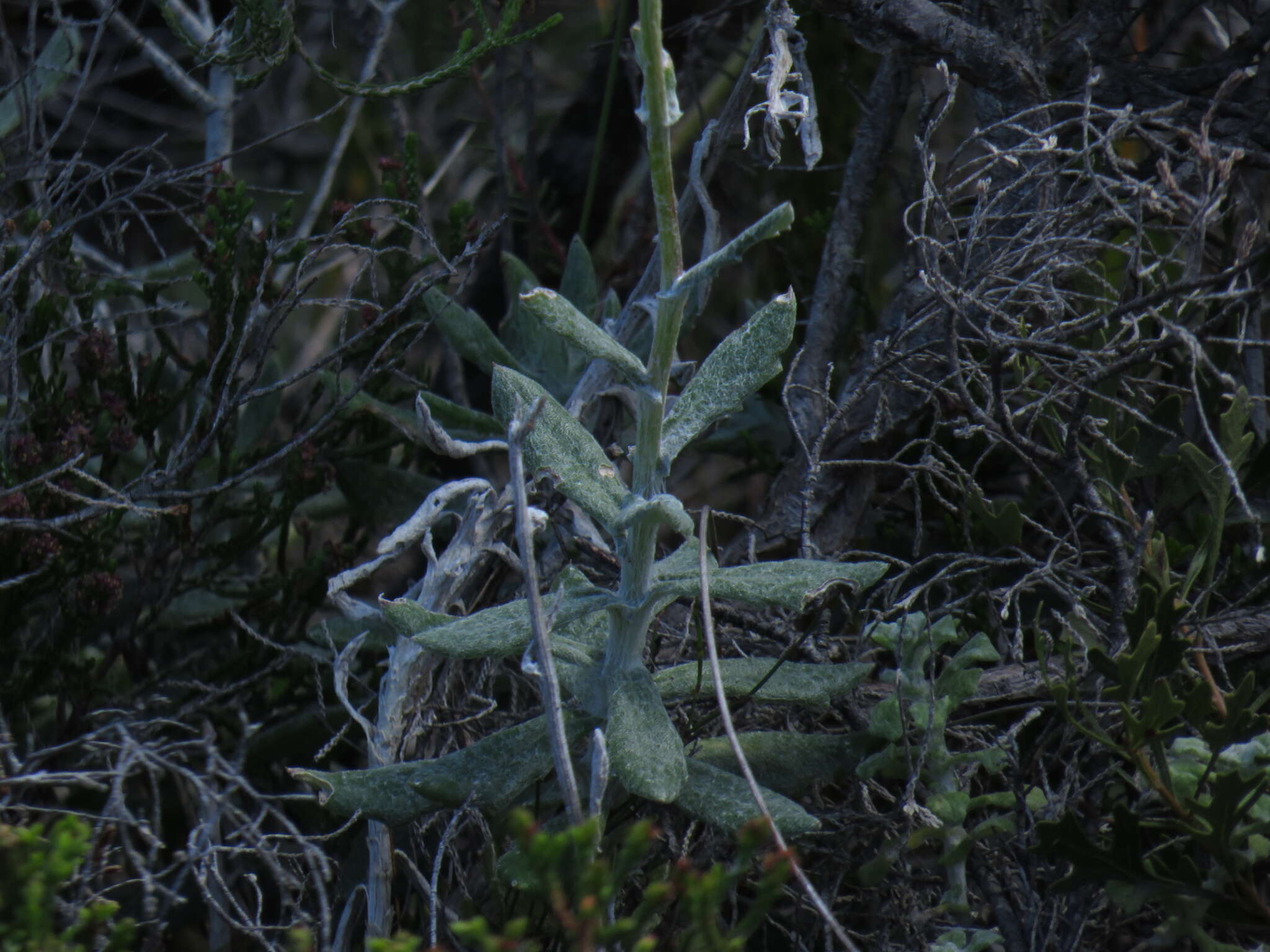 Plancia ëd Senecio arniciflorus DC.