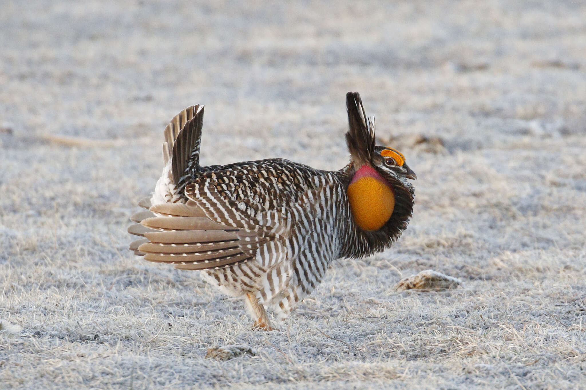 Image of prairie-chickens:  greater prairie-chicken; lesser prairie-chicken