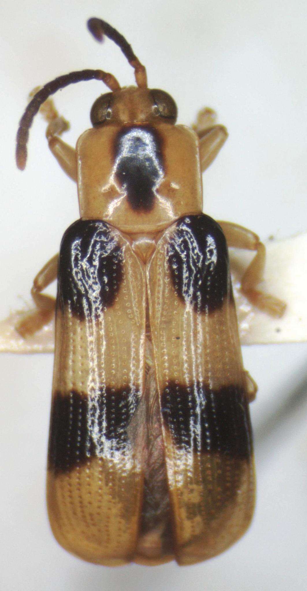 Image of Cephaloleia reventazonica Uhmann 1930