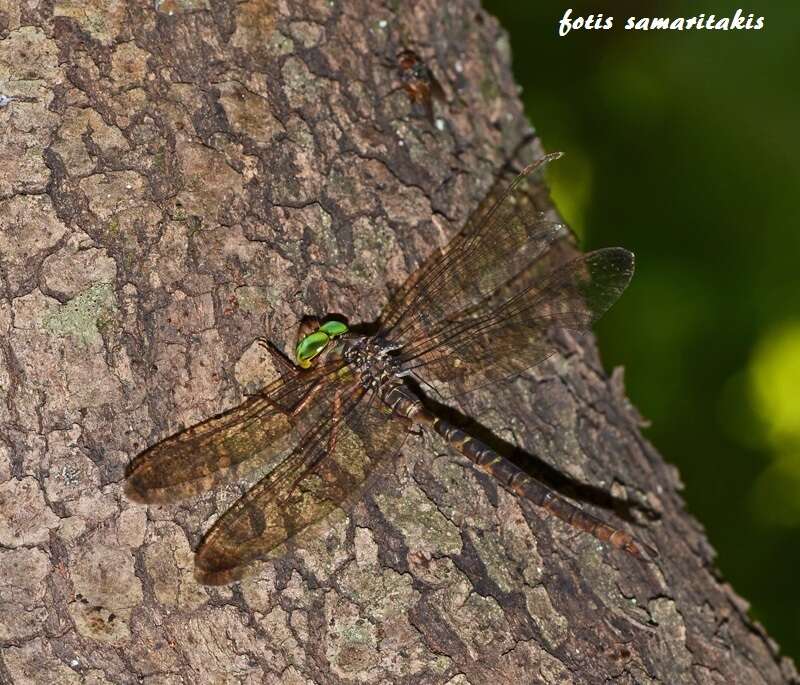 Image of Cretan spotted darner