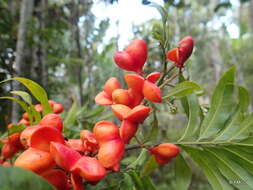 Majidea zanguebarica subsp. madagascariensis (Baill.) Capuron的圖片