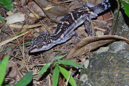 Image of Kuroiwa's Ground Gecko