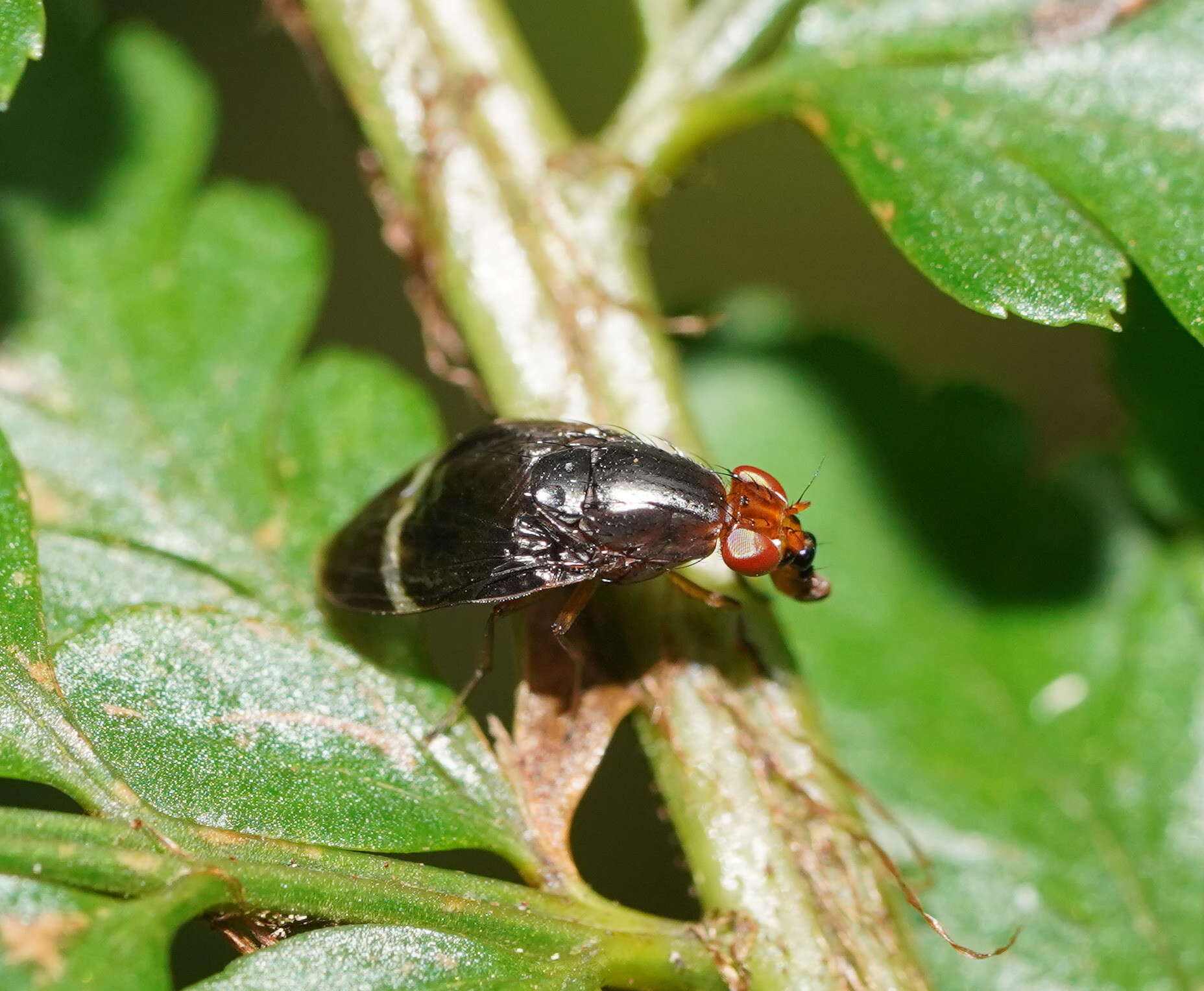 Image of Depressa striatipennis Malloch 1927