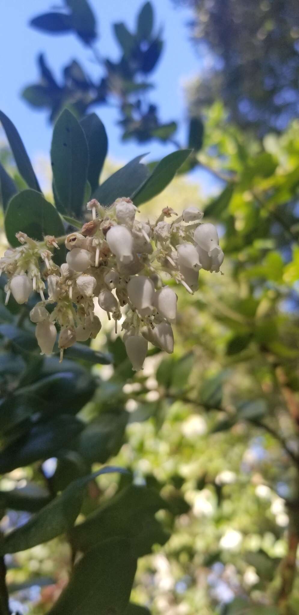 Image de Arctostaphylos andersonii A. Gray