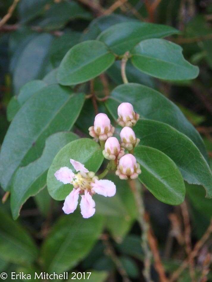 Plancia ëd Heteropterys purpurea (L.) Kunth