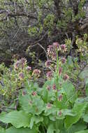 Image of Cynoglossum circinnatum (Ledeb.) Greuter & Burdet