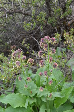 Image de Cynoglossum circinnatum (Ledeb.) Greuter & Burdet