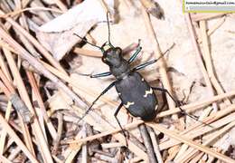 Plancia ëd Cicindela (Cicindela) sachalinensis raddei A. Morawitz 1862