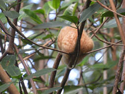 Image of silky anteaters