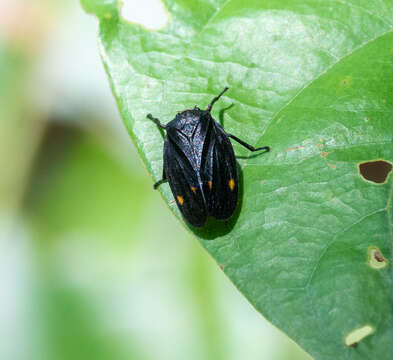 Image of Deois (Deois) spinulata Costa & Sakakibara 2002