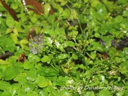 Image of wood bitter-cress, wavy bitter-cr.