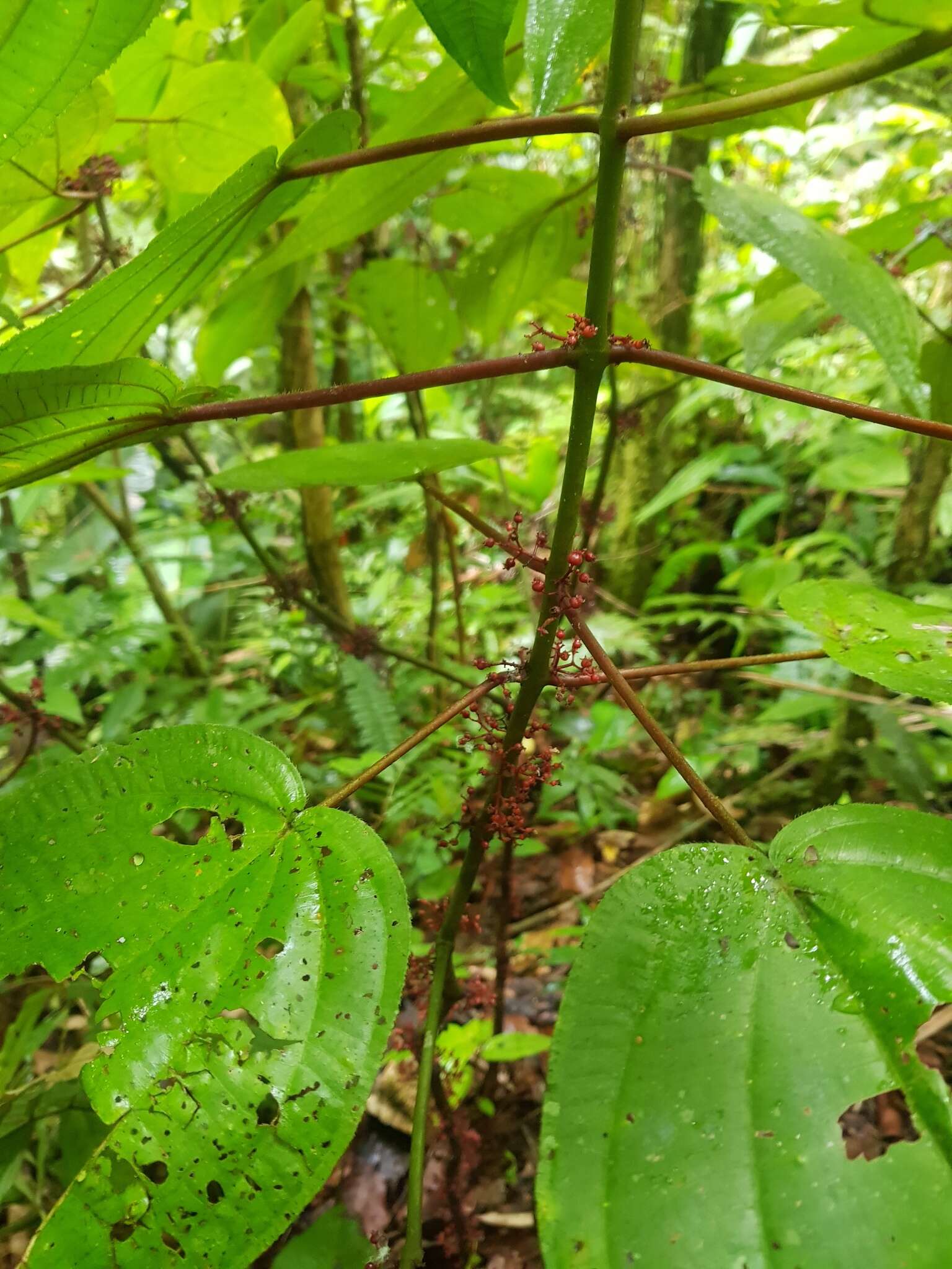 Image of Miconia purpureoviolacea