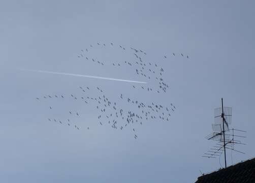 Image of Common Crane