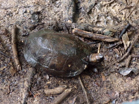 Image of Enigmatic leaf turtle