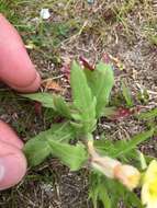 Septoria oenotherae Westend. 1857 resmi