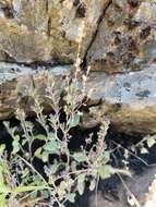 Image of Mariposa phacelia