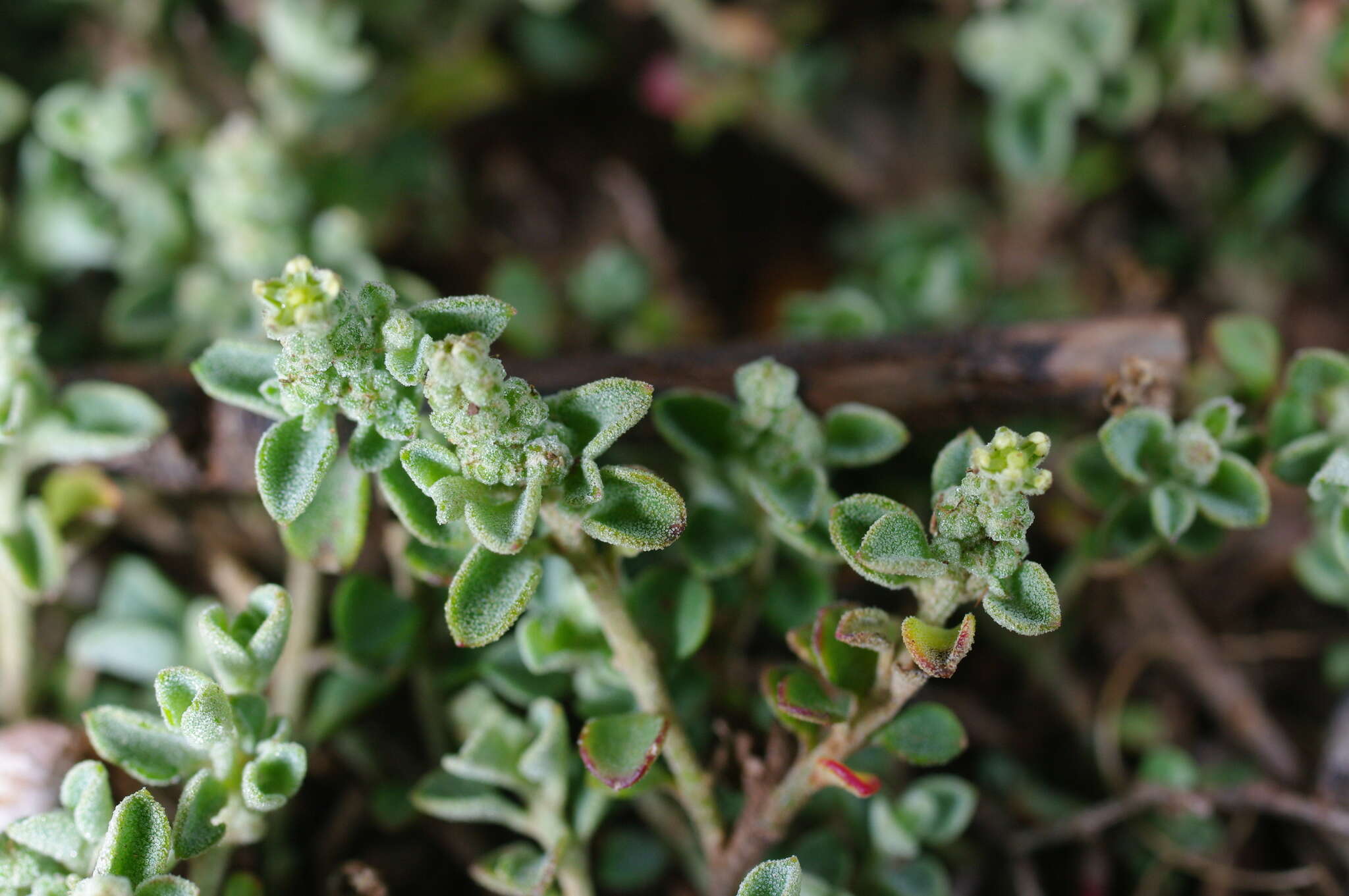 Image of Desert goosefoot