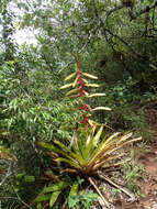 Image of Tillandsia fendleri Griseb.