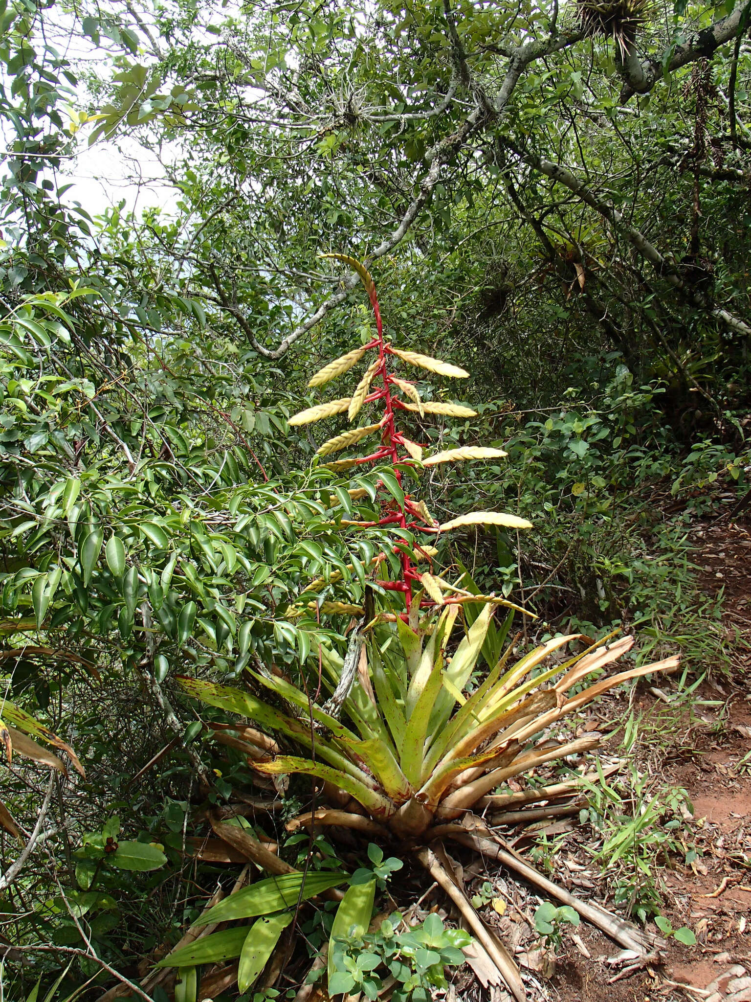 Image of Tillandsia fendleri Griseb.