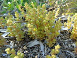 Imagem de Sedum litoreum Guss.