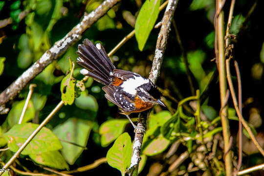 Image of Ferruginous Antbird