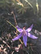 Sivun Campanula aurita Greene kuva