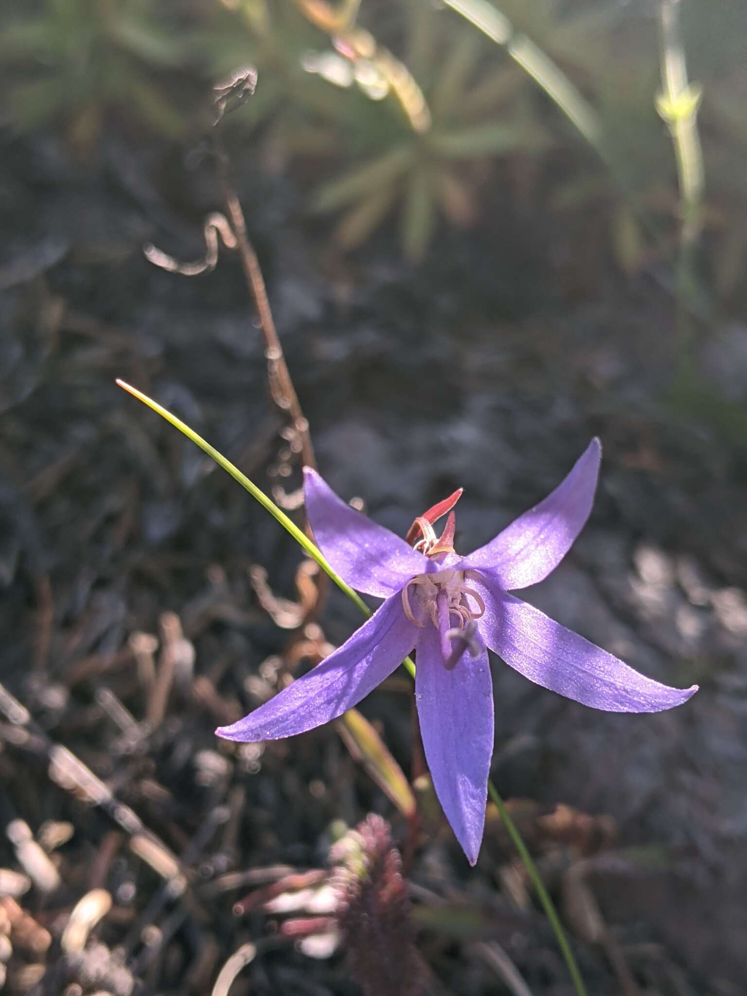 Sivun Campanula aurita Greene kuva