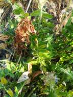 Image of Oxytropis sylvatica (Pall.) DC.