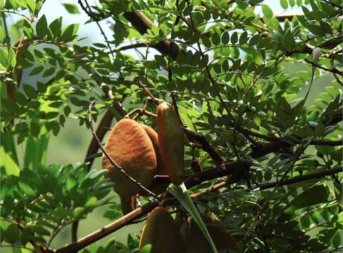 Image of Caesalpinia vernalis Benth.