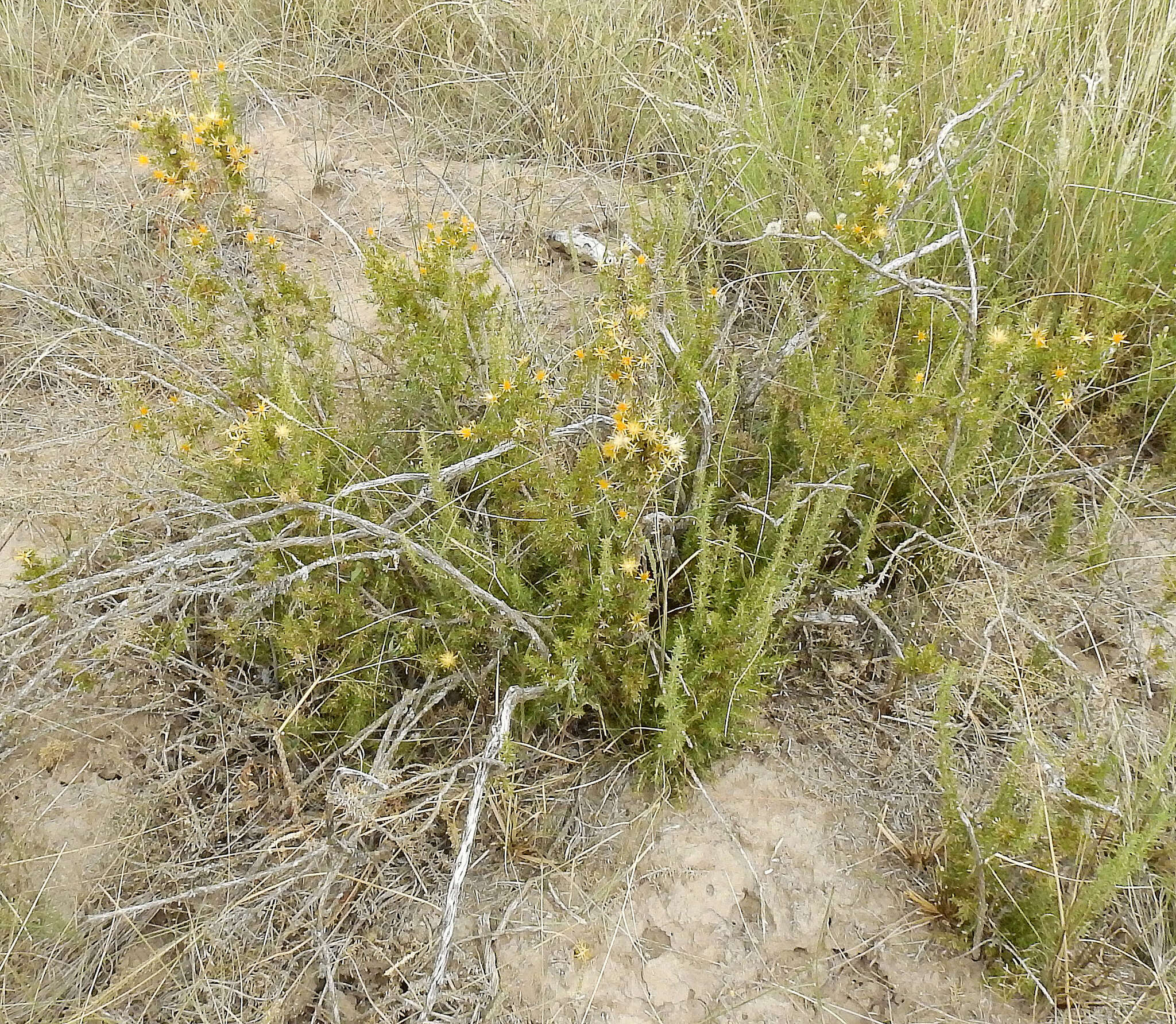 Image of Chuquiraga erinacea D. Don