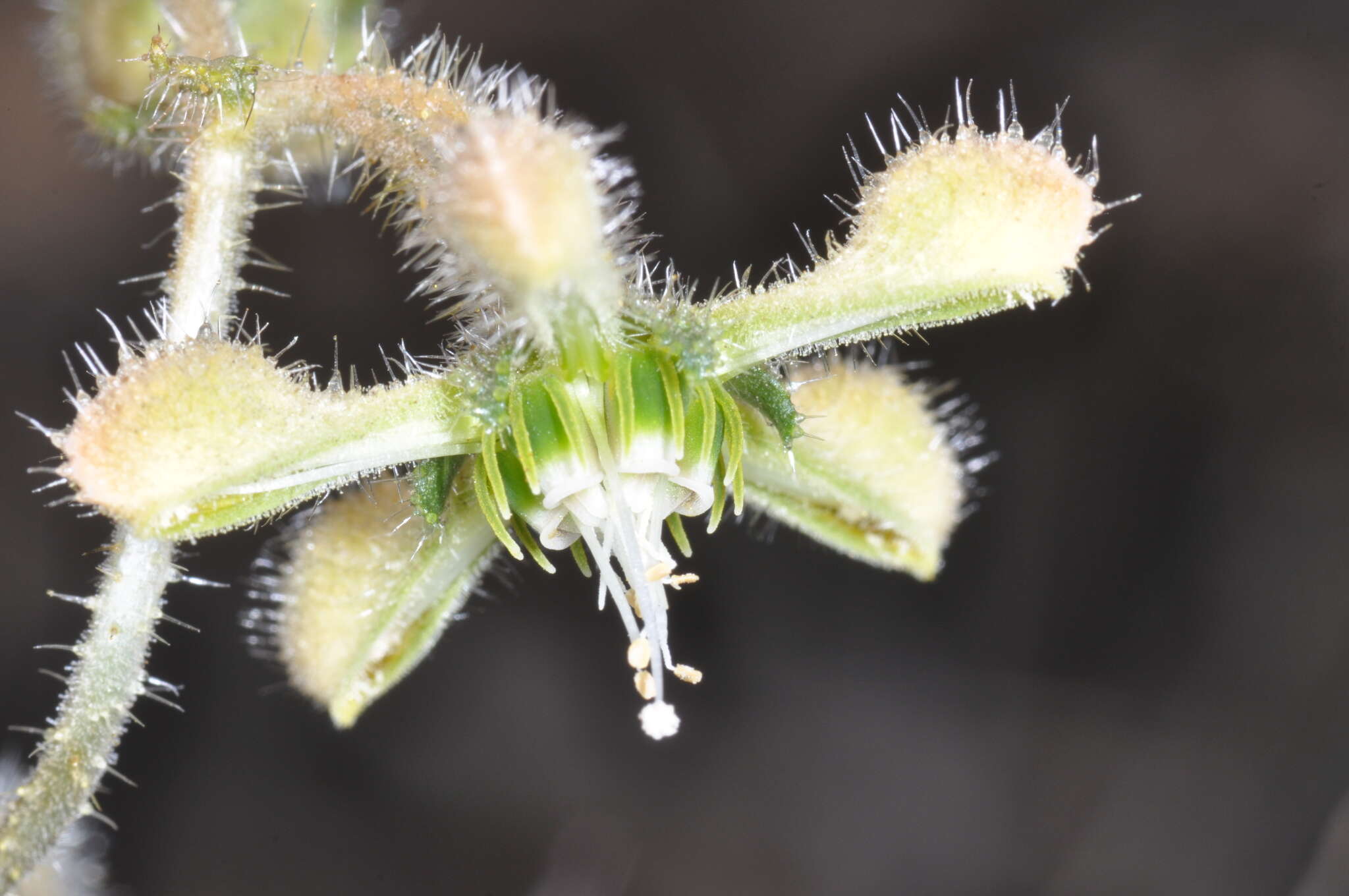 Image of Blumenbachia dissecta (Hook. & Arn.) Weigend & Grau