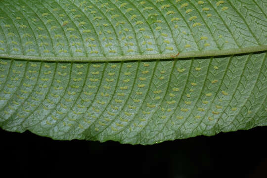 Image of Grypothrix megacuspis (Baker) S. E. Fawc. & A. R. Sm.