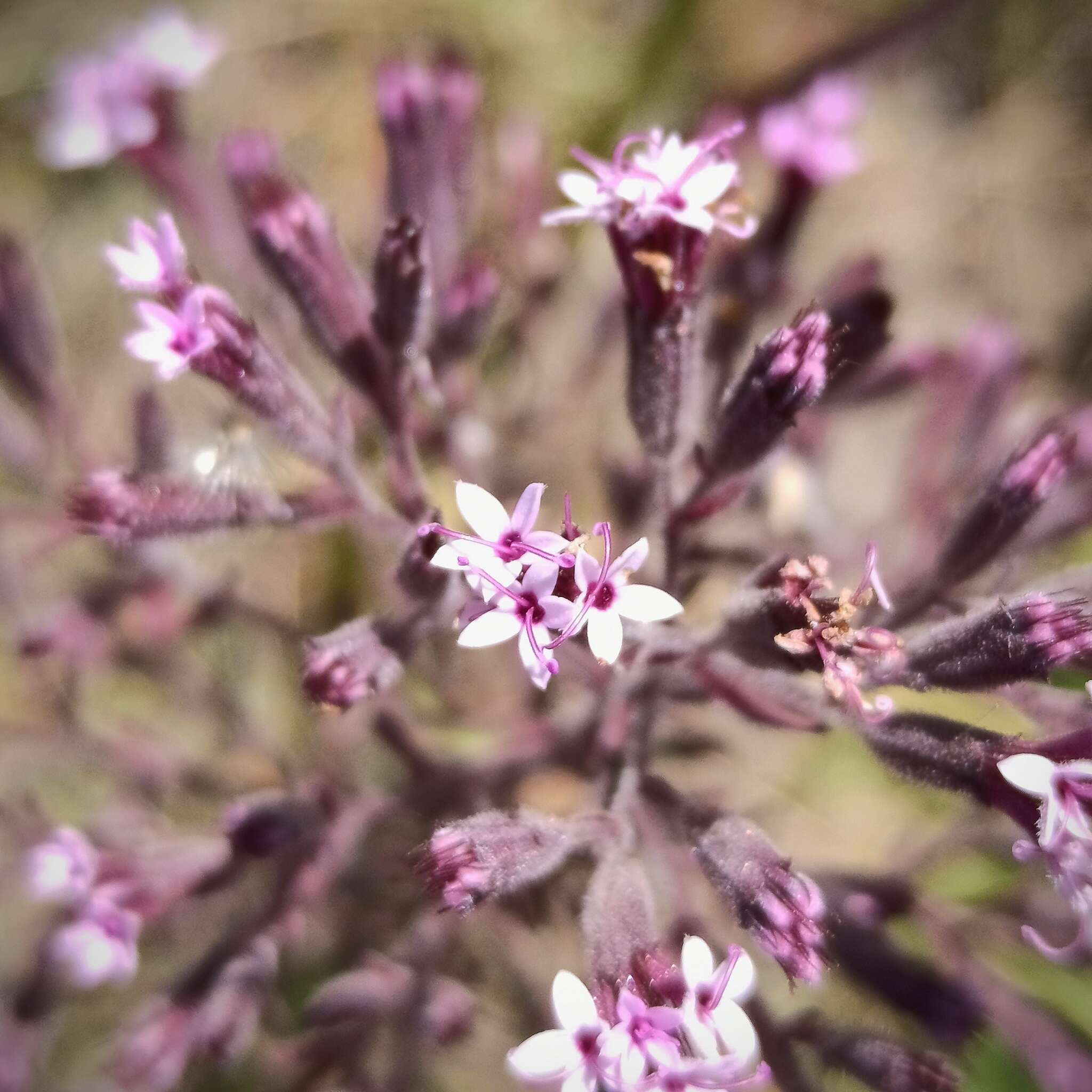 Image of viscid candyleaf