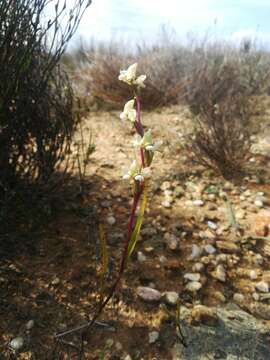 Disperis circumflexa subsp. aemula (Schltr.) J. C. Manning resmi