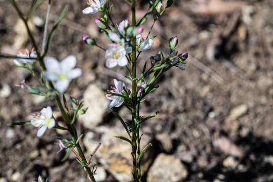 Image of Coast Range dwarf-flax