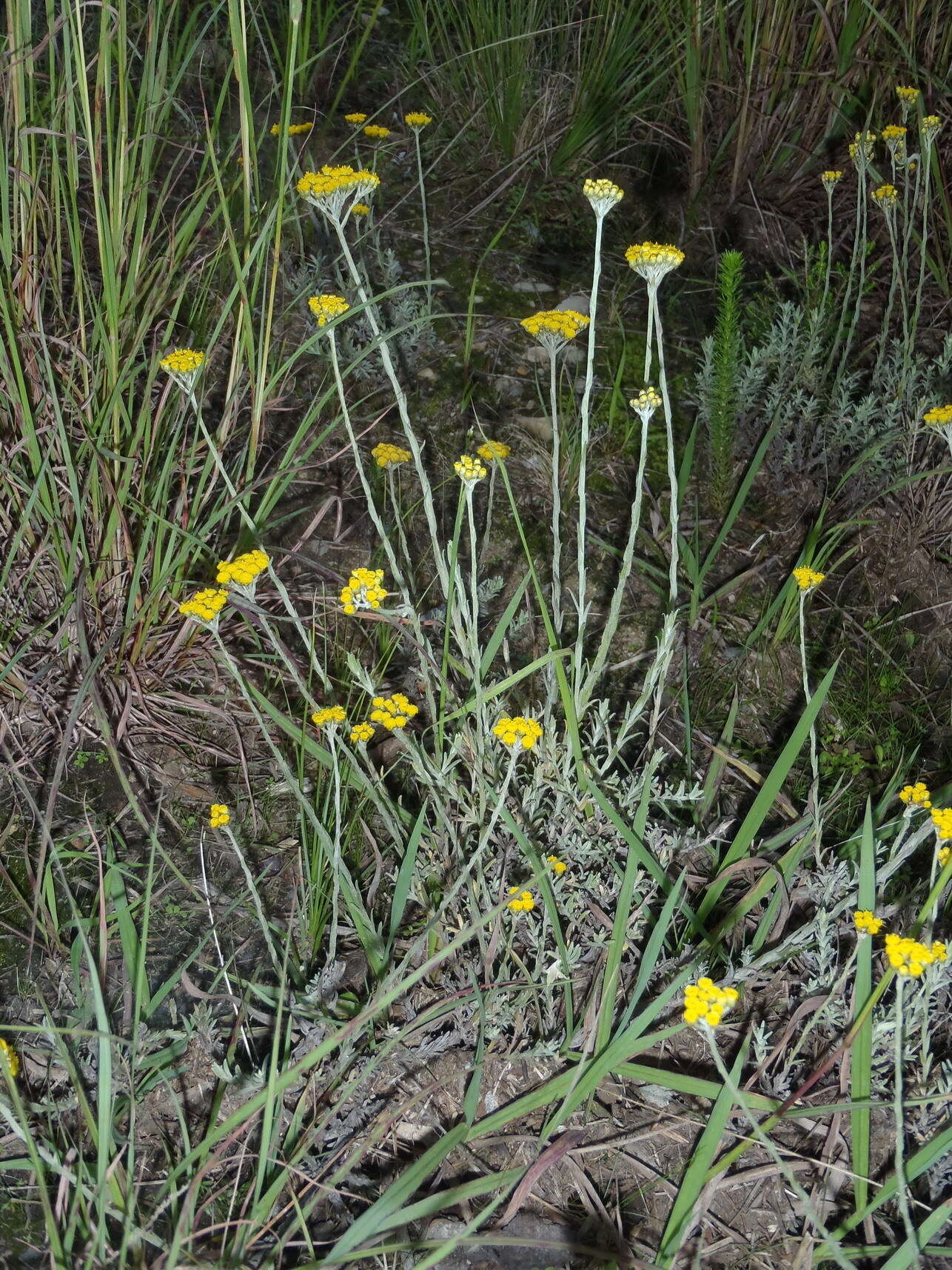 Image of Helichrysum anomalum Less.