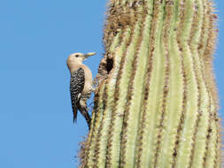 Image de Pic des saguaros