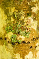 Image of shield lichen