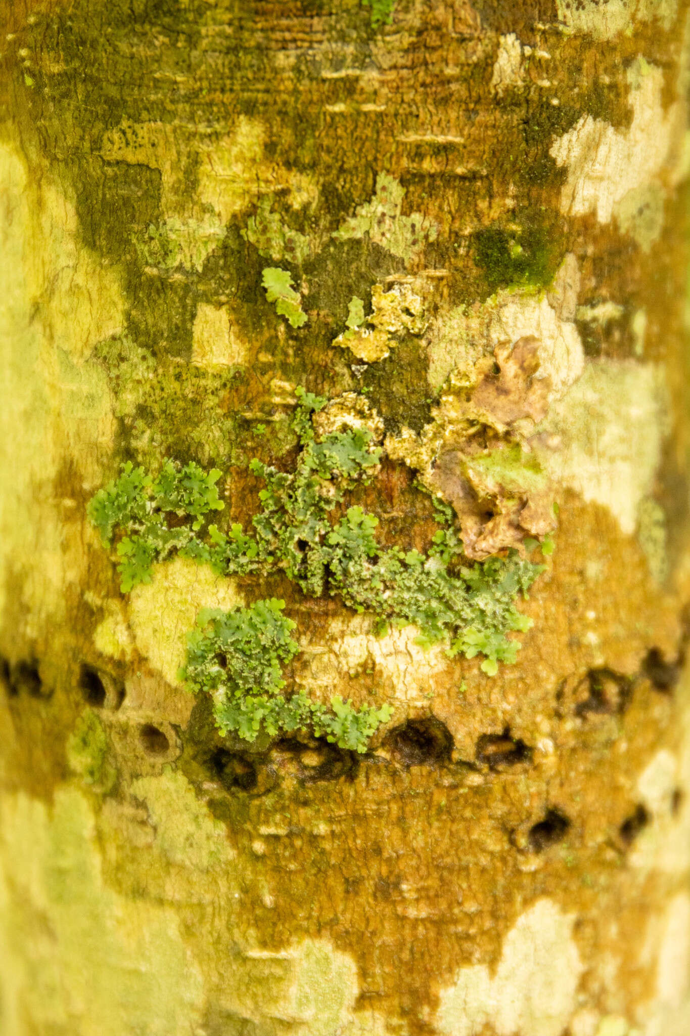 Image of shield lichen