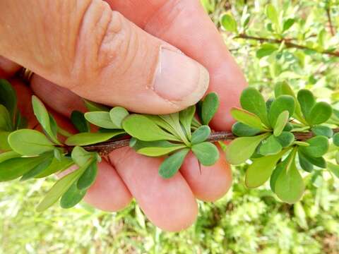 Image of Japanese barberry