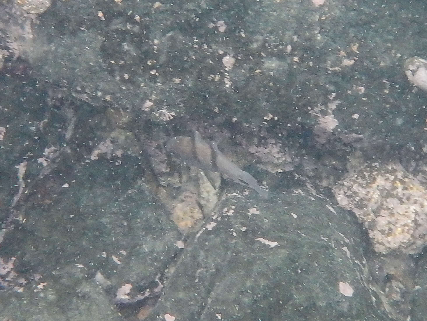 Image of Twinbar cardinalfish