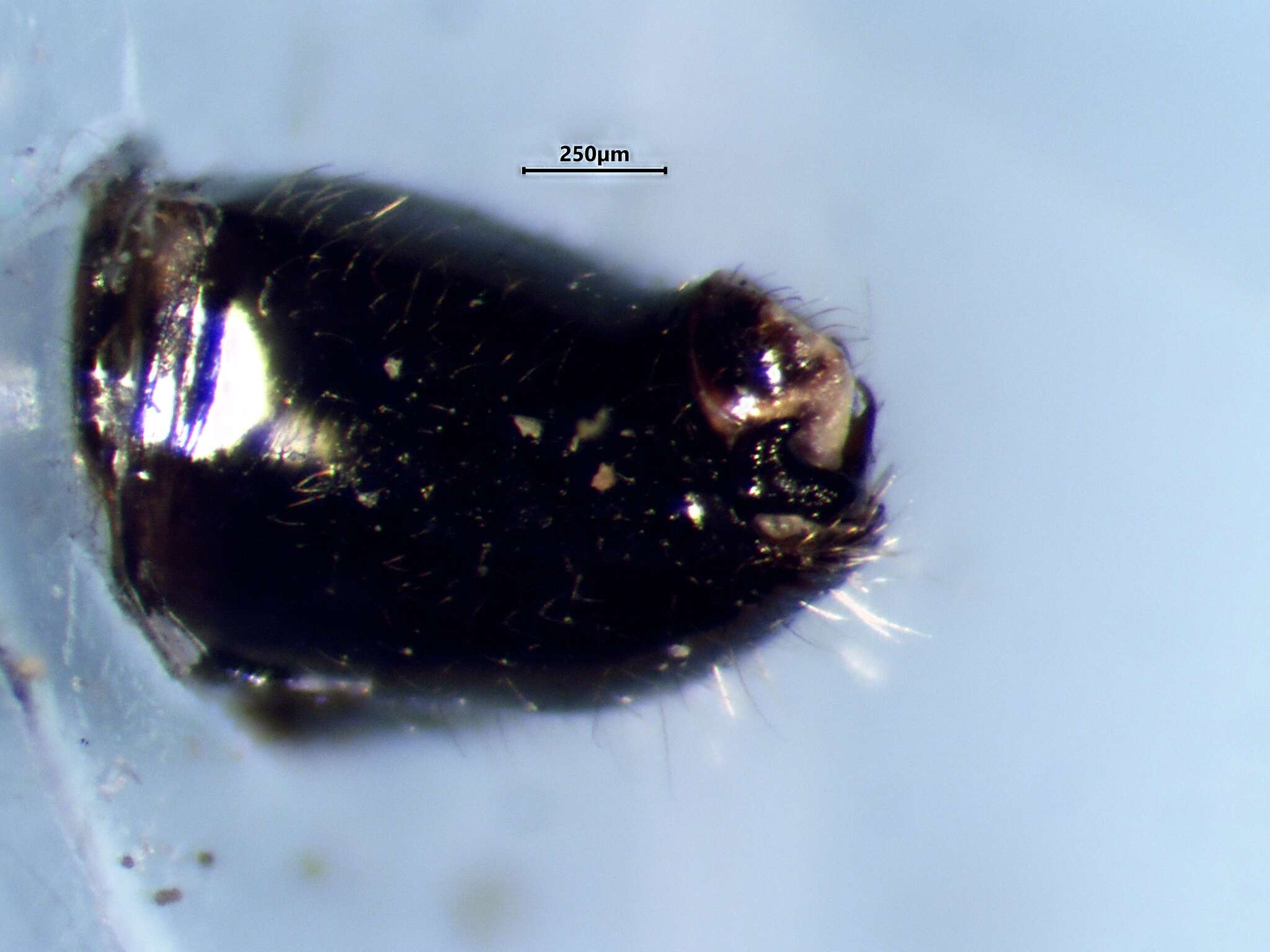 Image of Deraeocoris laricicola Knight 1921