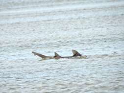 Image of Dusky Smoothhound